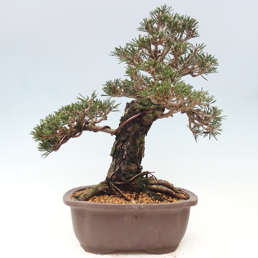 Bonsai da esterno - Pinus thunbergii Kotobuki - Pino di Thunberg