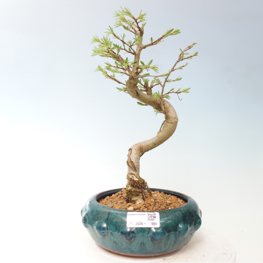 Bonsai da esterno -Pseudolarix amabis-Pseudolarix amabis