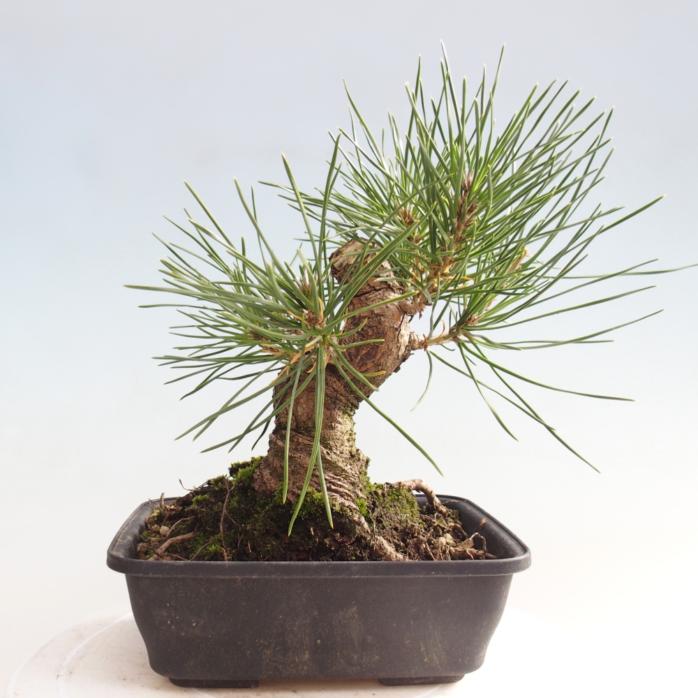 Bonsai da esterno - Pinus thunbergii - Pino di Thunberg