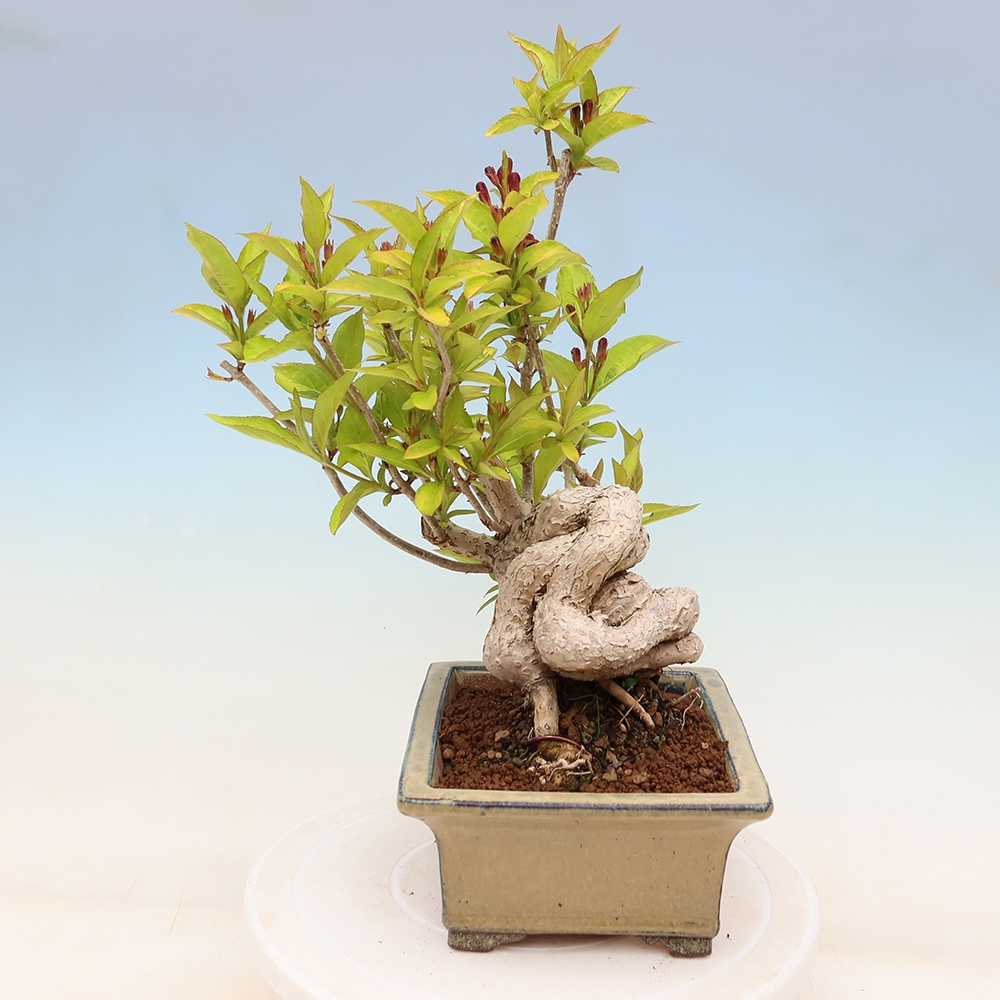 Bonsai da esterno - Weigela subsessilis - Weigela coreana