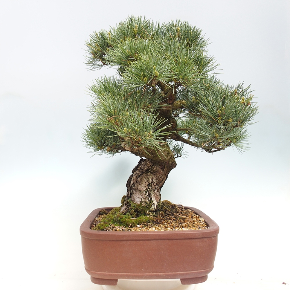 Bonsai da esterno - Pinus parviflora - Pinus parviflora