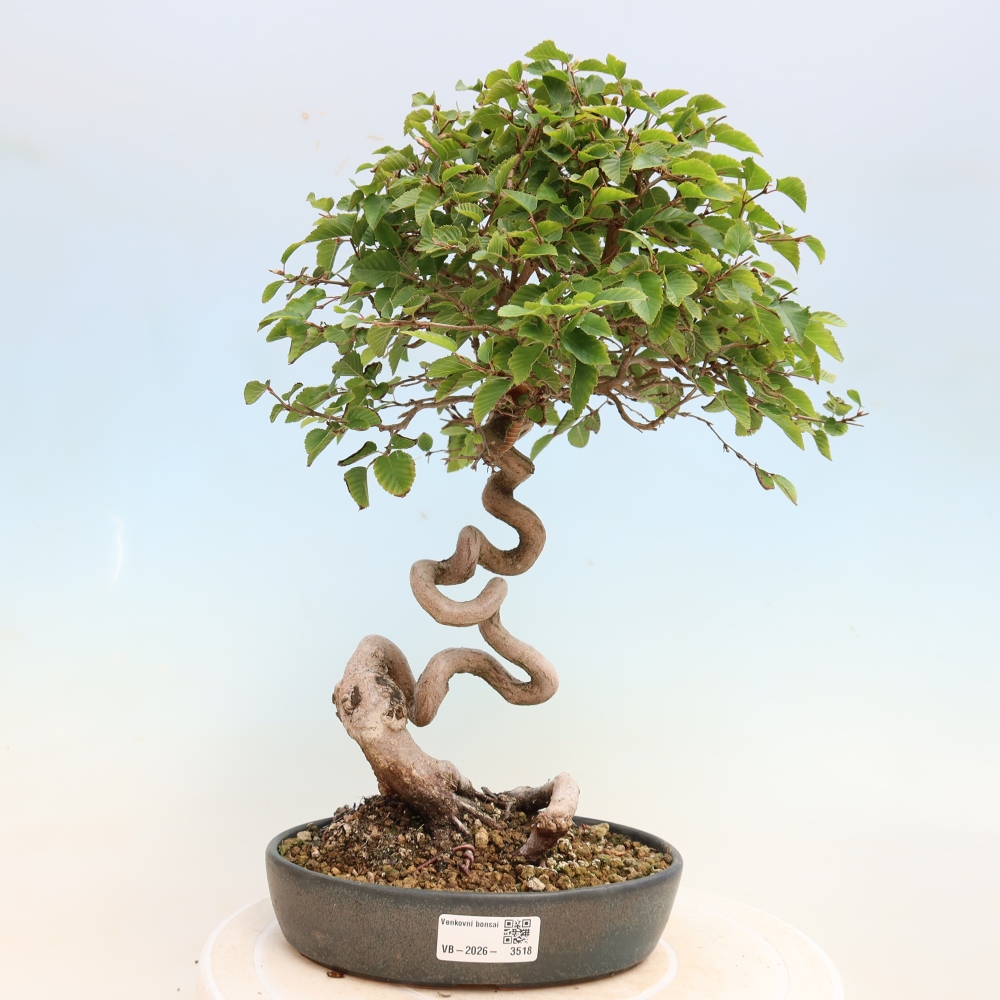 Bonsai da esterno -Carpinus CARPINOIDES - Carpino coreano