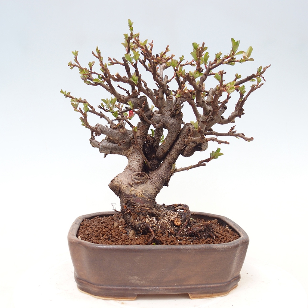 Bonsai da esterno - Chaneomeles speciosa - Cotogno