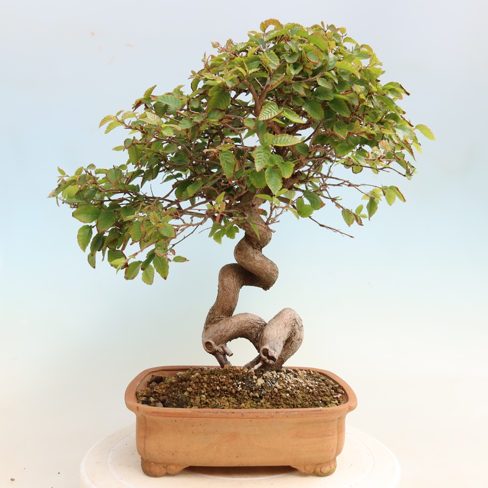 Bonsai da esterno -Carpinus CARPINOIDES - Carpino coreano