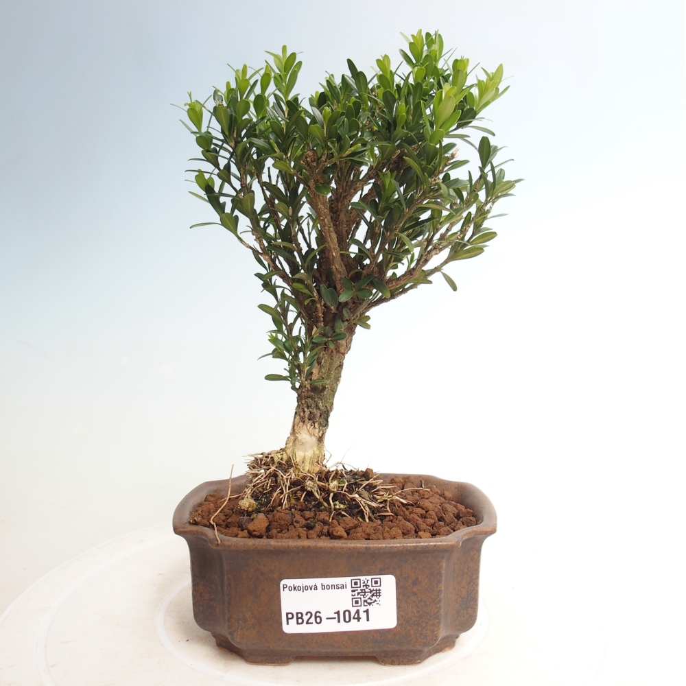 Camera bonsai - Buxus harlandii - buxus da sughero