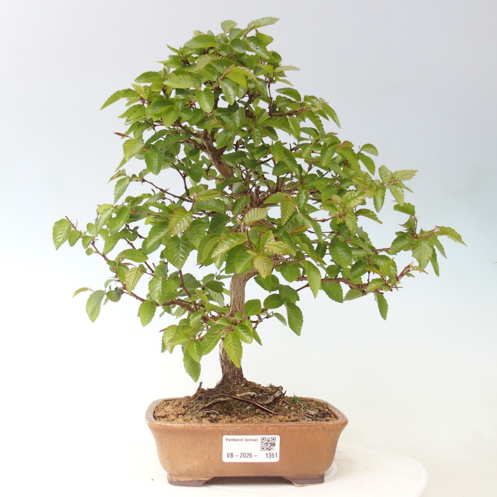 Bonsai da esterno -Carpinus CARPINOIDES - Carpino coreano