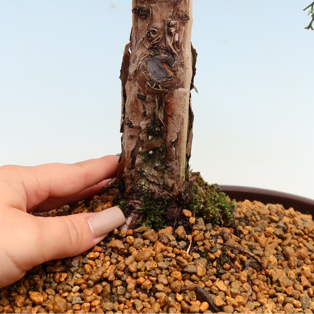 Bonsai da esterno - Juniperus chinensis Kishu