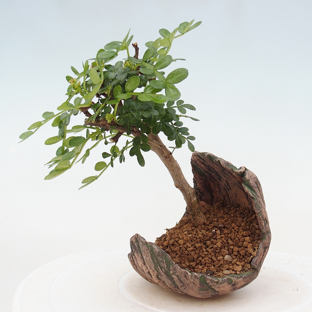 Camera bonsai - Zantoxylum piperitum - albero del pepe