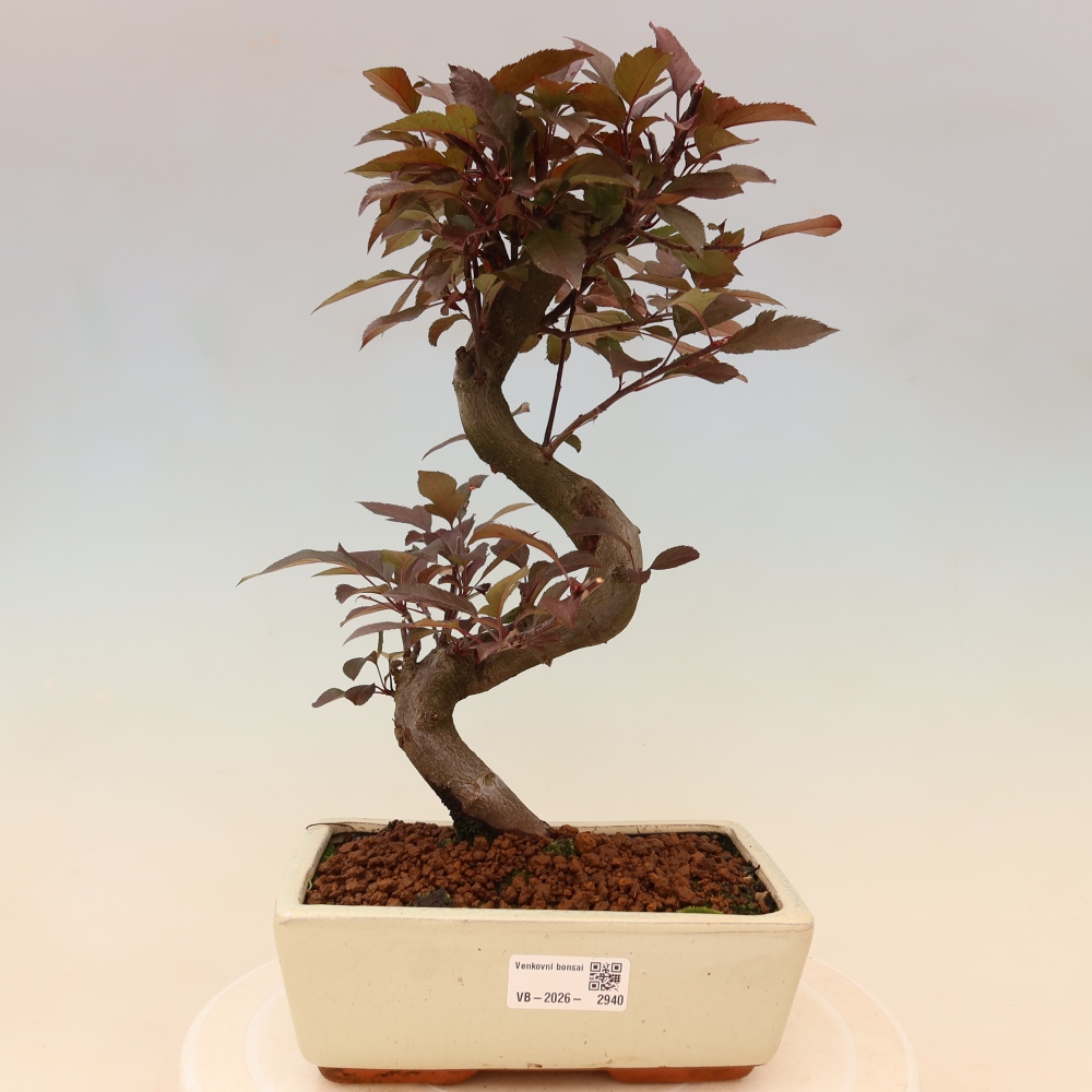 Bonsai da esterno -Malus domestica - Melo a piccoli frutti a foglie rosse