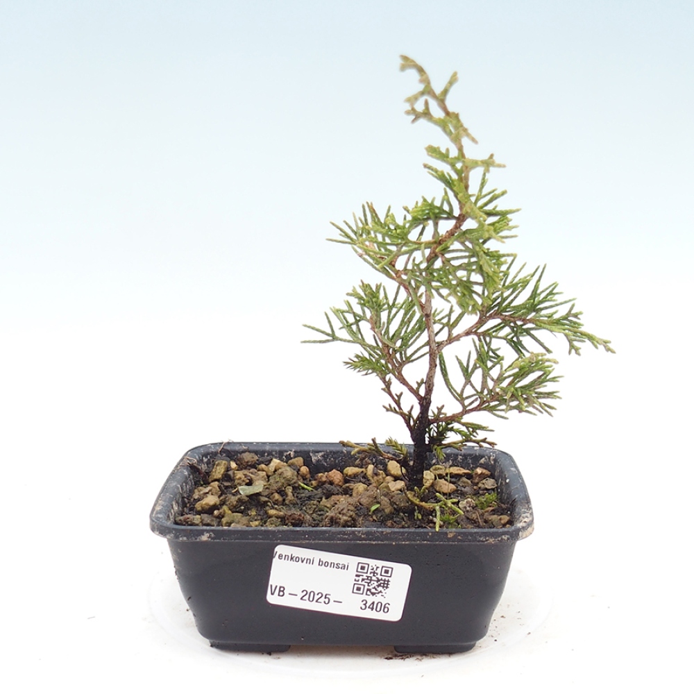 Bonsai da esterno - Juniperus chinensis Itoigawa