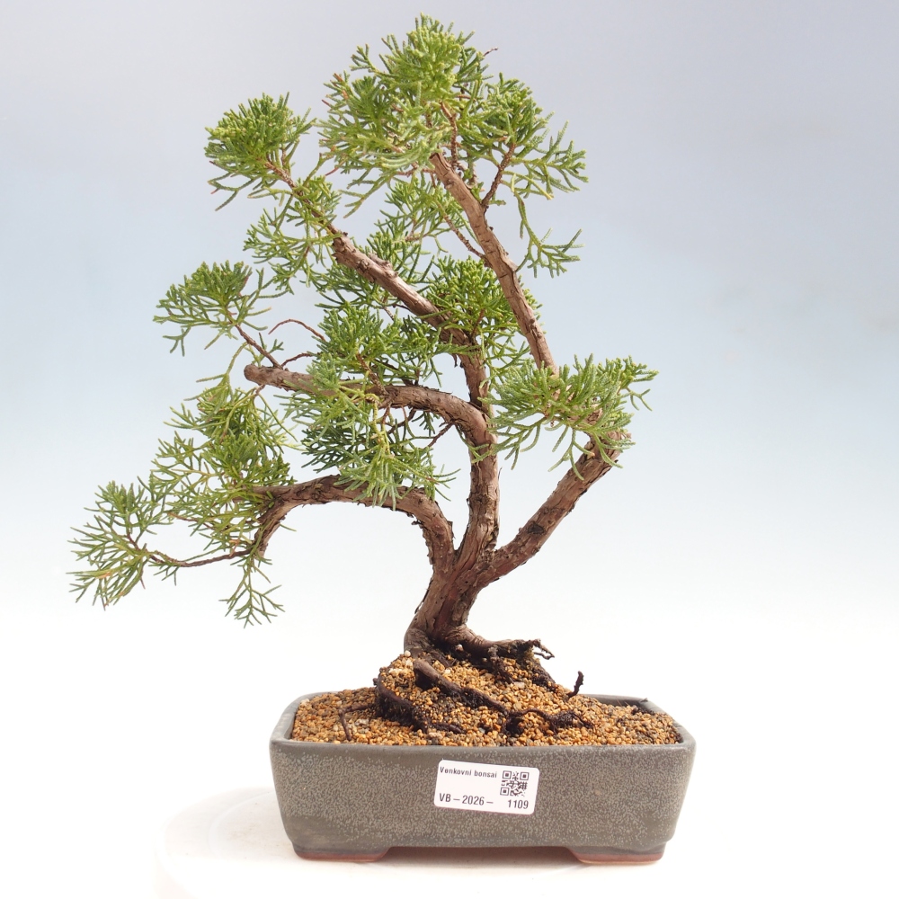 Bonsai da esterno - Juniperus chinensis Kishu