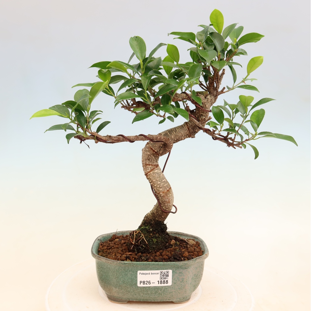 Camera bonsai - Ficus retusa - ficus a foglie piccole
