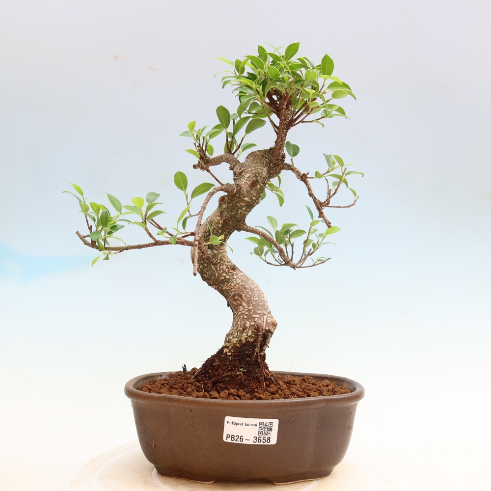 Camera bonsai - Ficus kimmen - ficus a foglie piccole