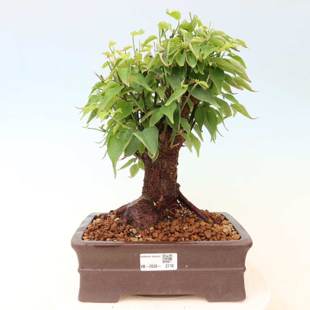 Bonsai da esterno - Albicocco giapponese - Prunus Mume
