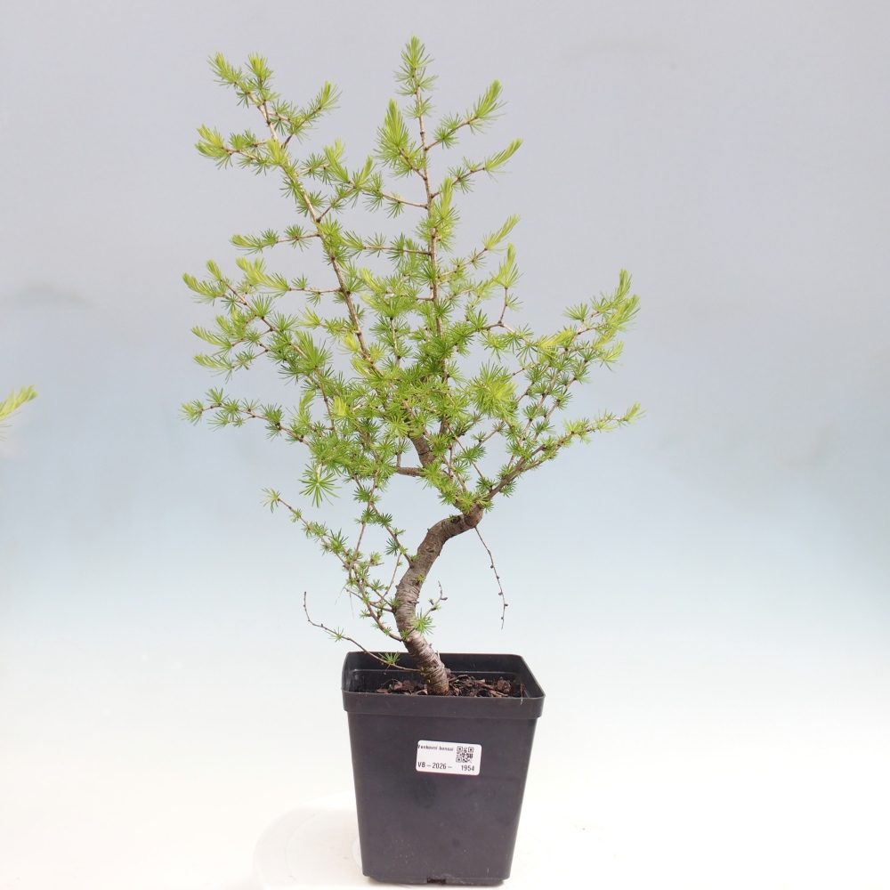 Bonsai da esterno -Larix decidua - Larice