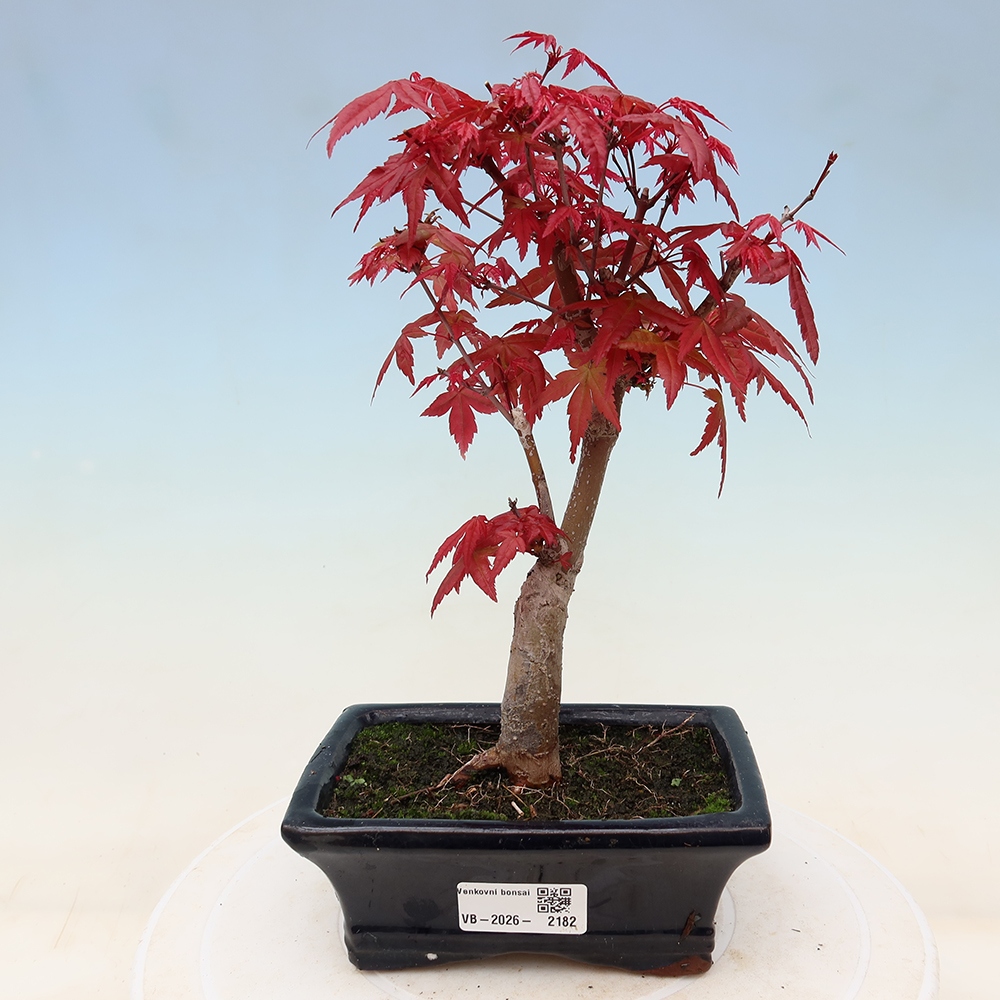 Bonsai da esterno - Acer palmatum DESHOJO