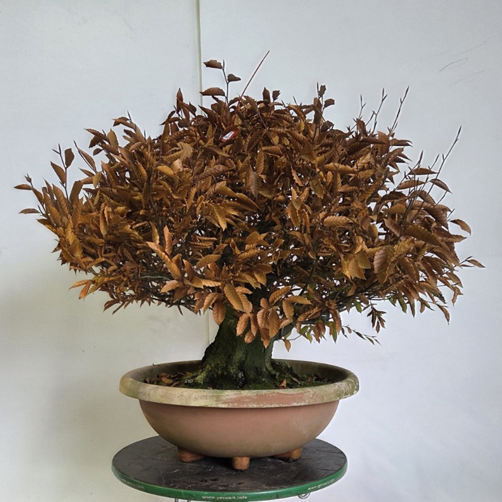 Bonsai da esterno - Fagus crenata