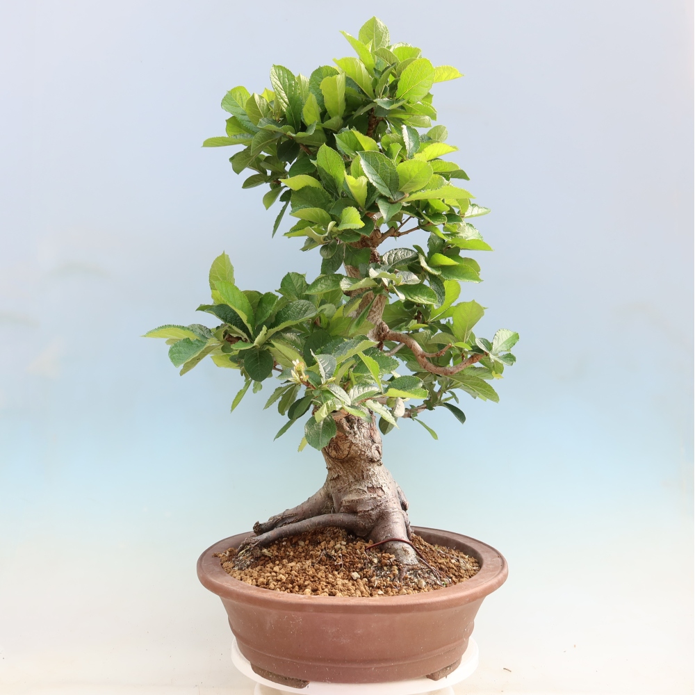 Bonsai da esterno - Photinia villosa