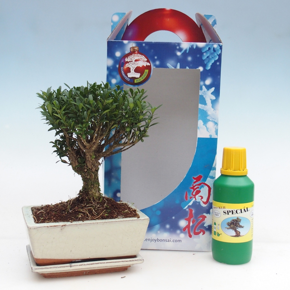 Bonsai da camera in confezione regalo