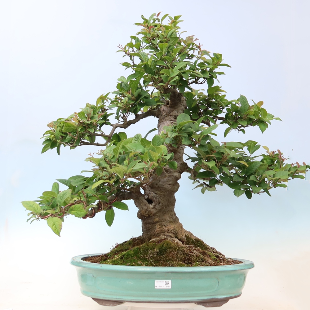 Bonsai da esterno - Ilex serrata - agrifoglio seghettato