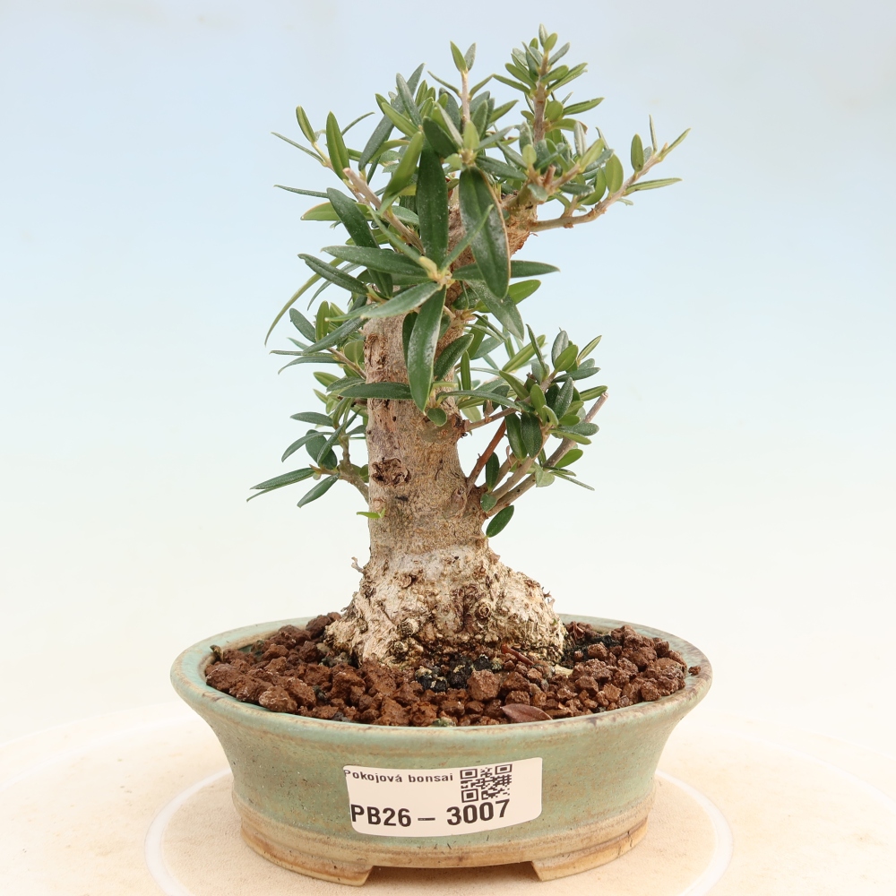 Bonsai da interno - Olea europaea sylvestris