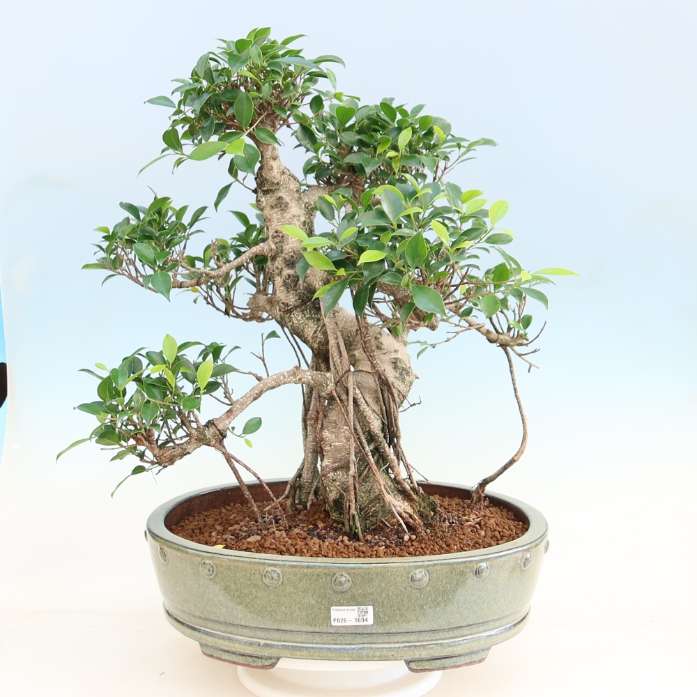 Camera bonsai - Ficus kimmen - ficus a foglie piccole