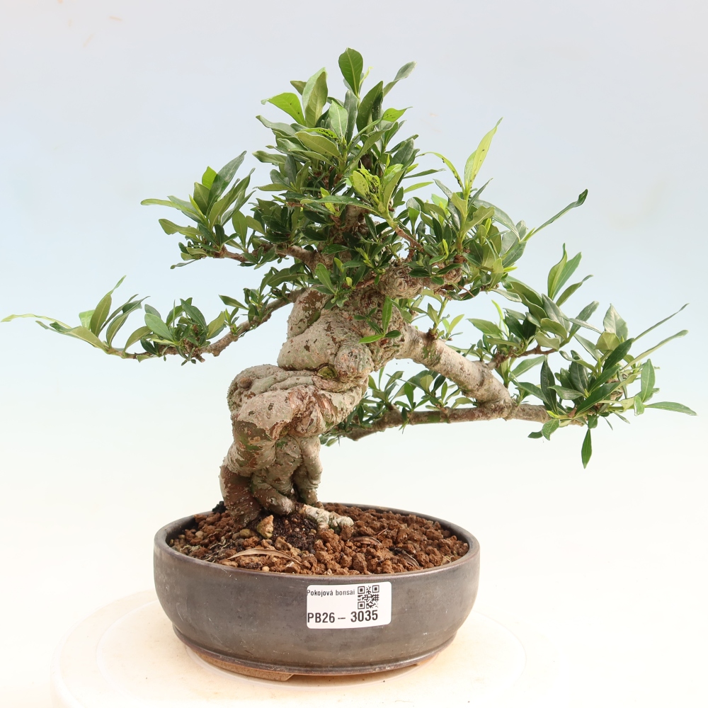 Camera bonsai - Gardenia jasminoides-Gardenia