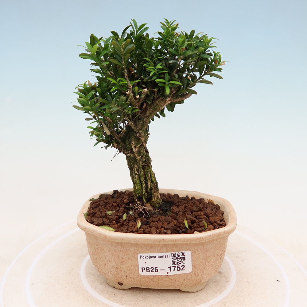 Camera bonsai - Buxus harlandii - buxus da sughero