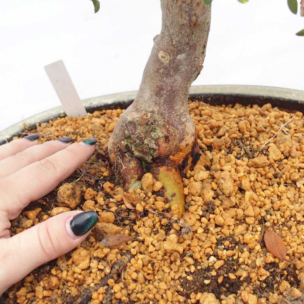 Bonsai da esterno - Azalea giapponese - Azalea Akari