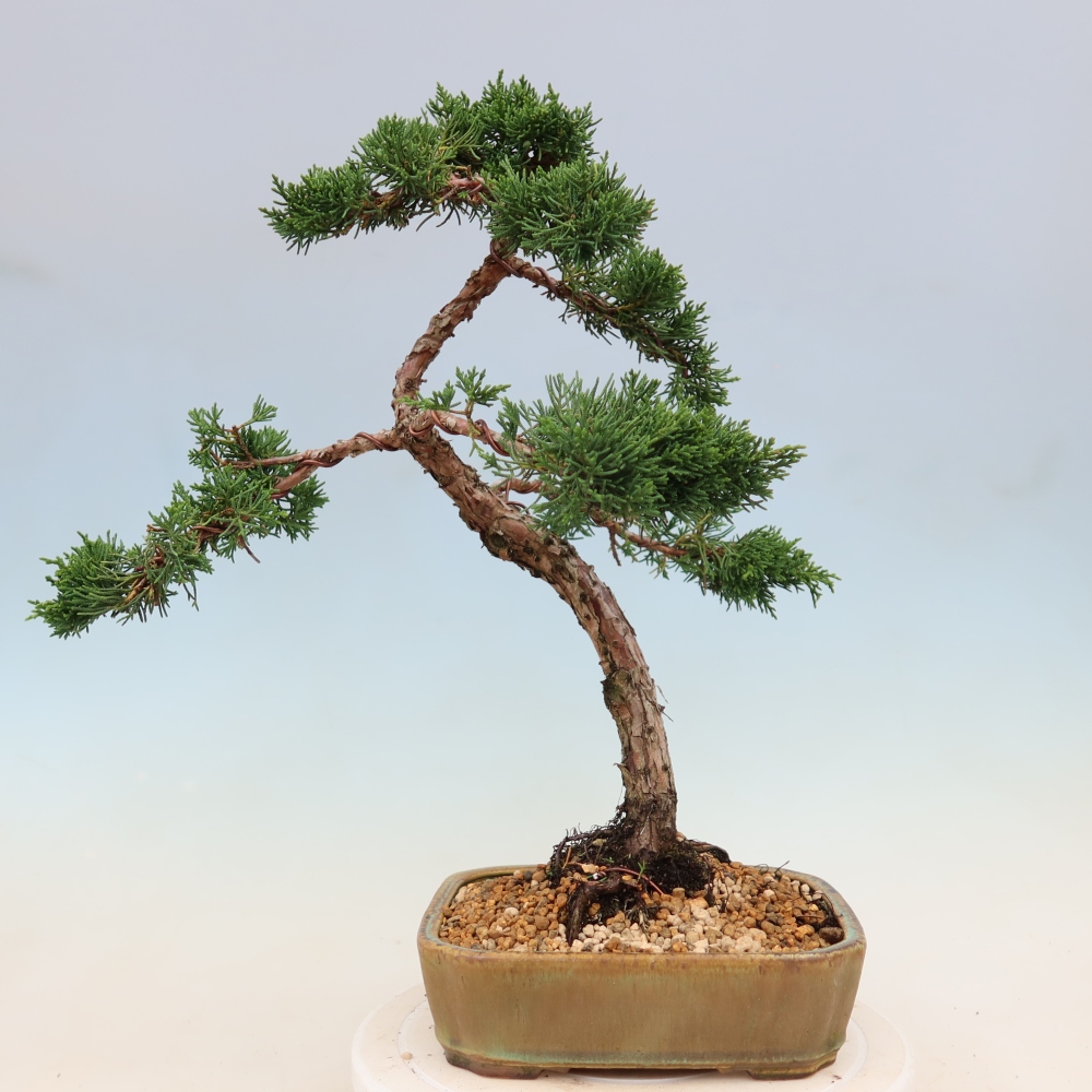Bonsai da esterno - Juniperus chinensis Kishu