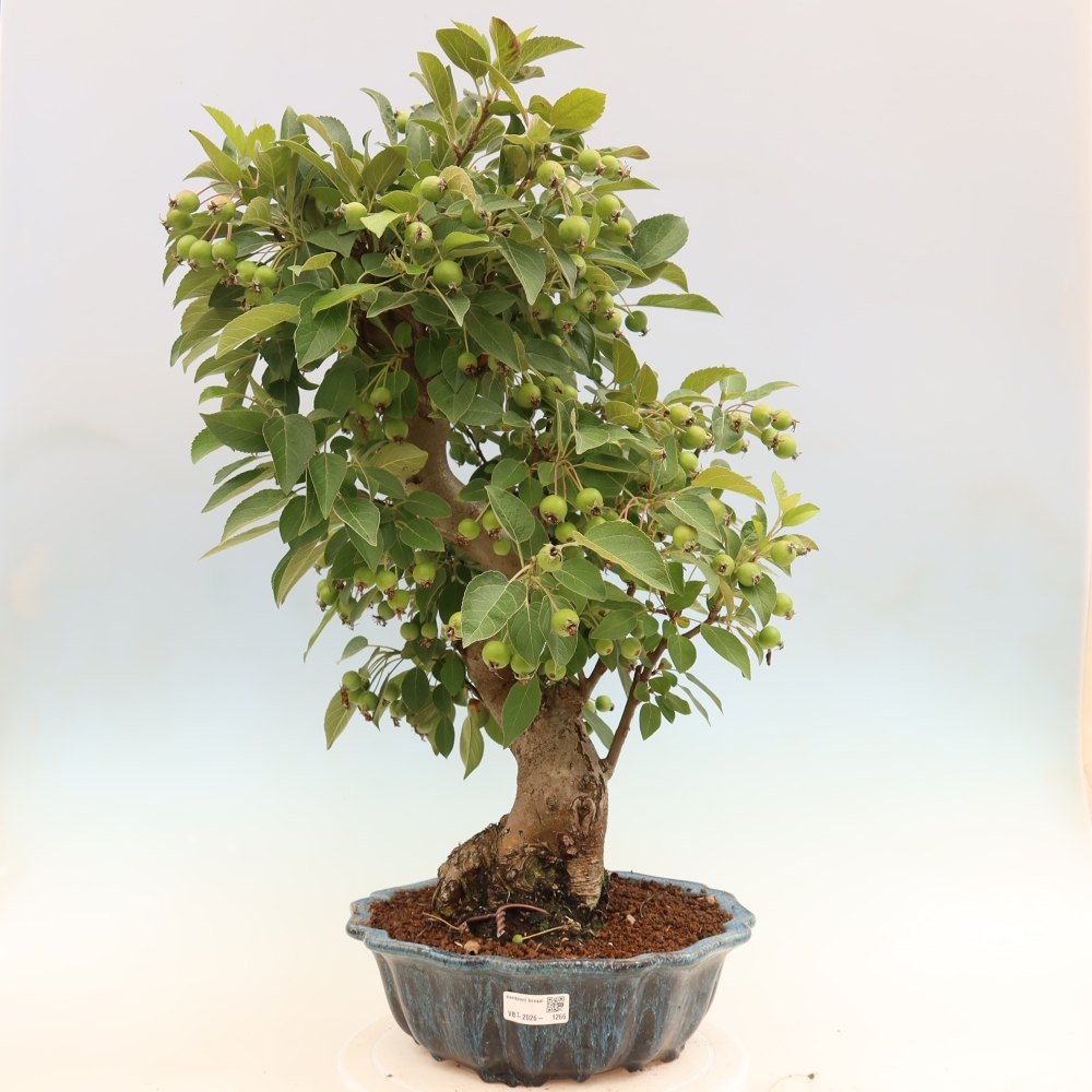 Bonsai da esterno -Malus halliana - Melo a frutto piccolo
