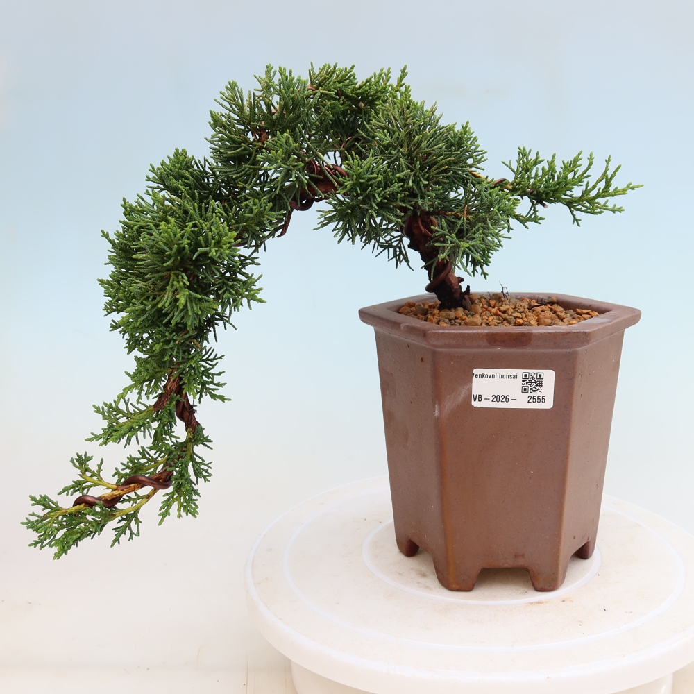 Bonsai da esterno - Juniperus chinensis Kishu