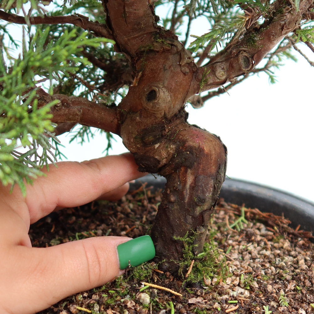 Bonsai da esterno - Juniperus chinensis Itoigawa-Juniperus chinensis