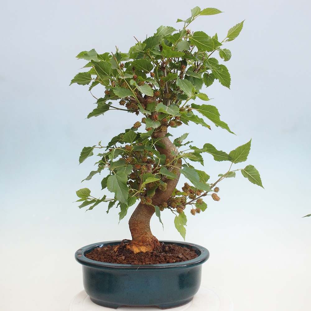 Bonsai da esterno -Morus alba - gelso