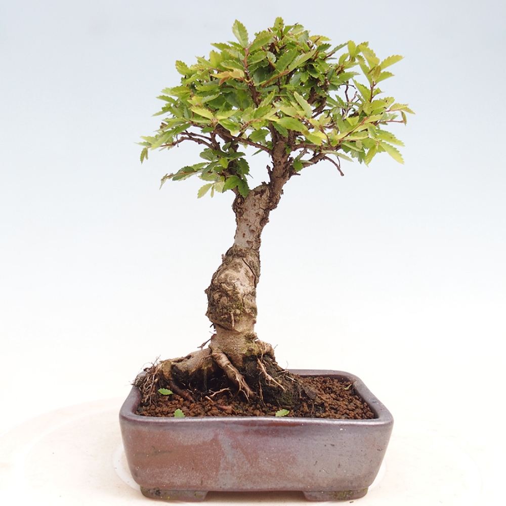 Bonsai da esterno - Zelkova - Zelkova NIRE