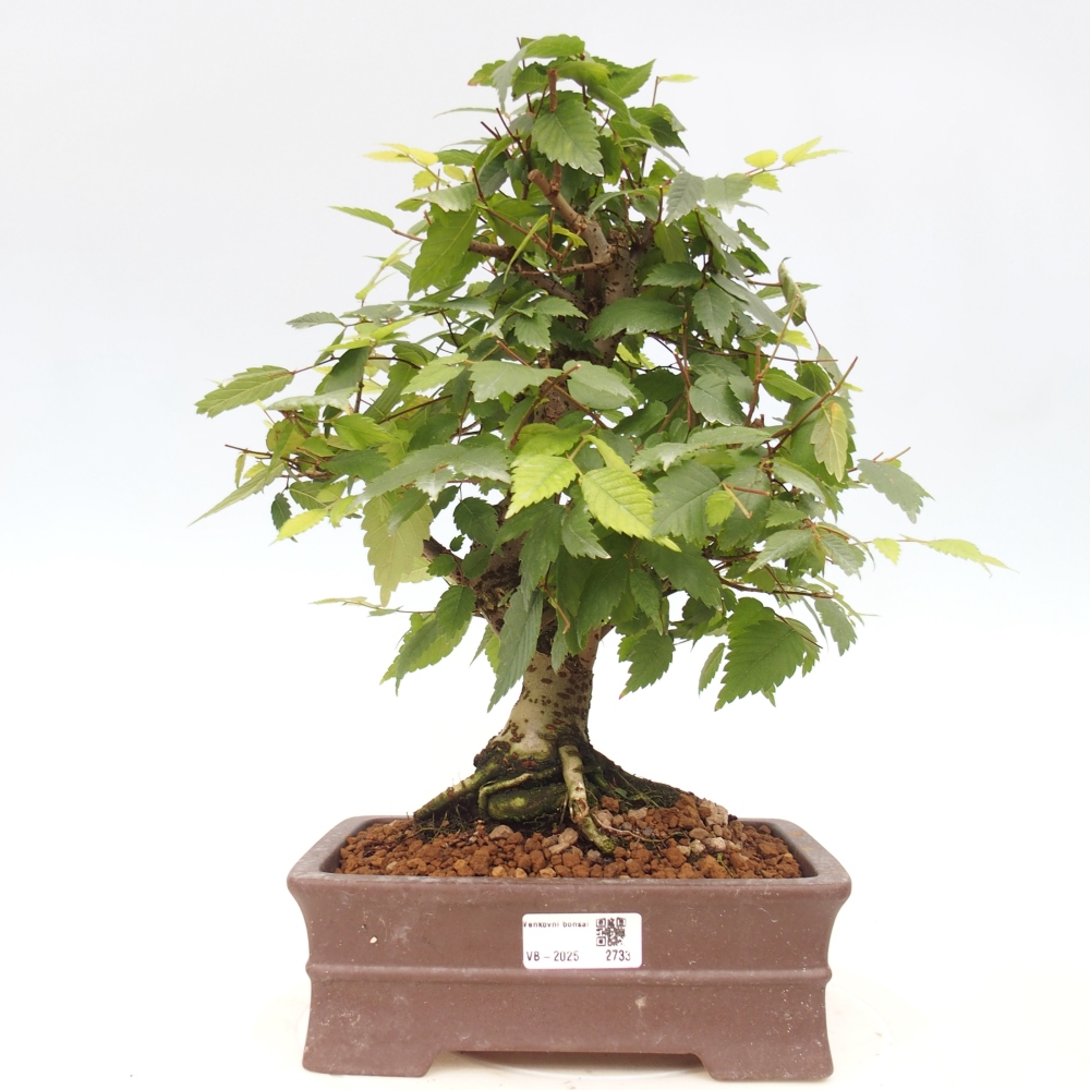 Bonsai da esterno - Zelkova - Zelkova NIRE