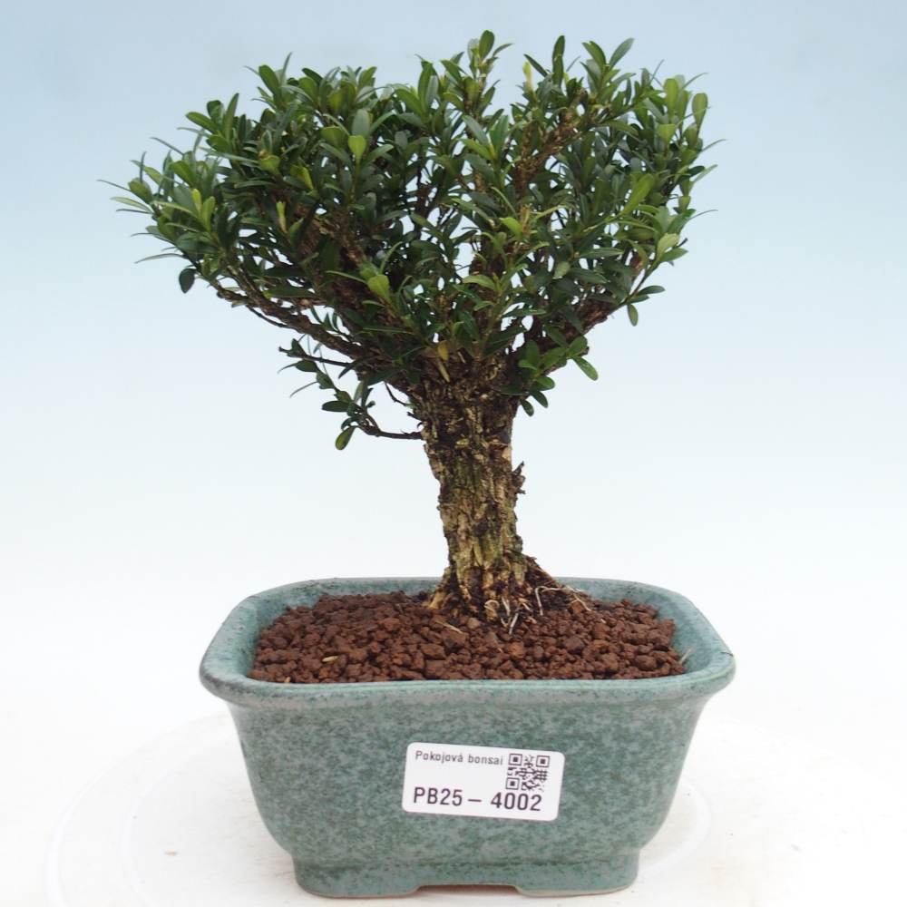Camera bonsai - Buxus harlandii - buxus da sughero