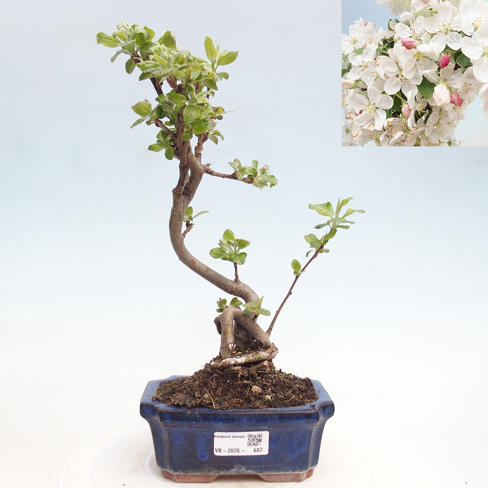 Bonsai da esterno -Malus halliana - Melo a frutto piccolo