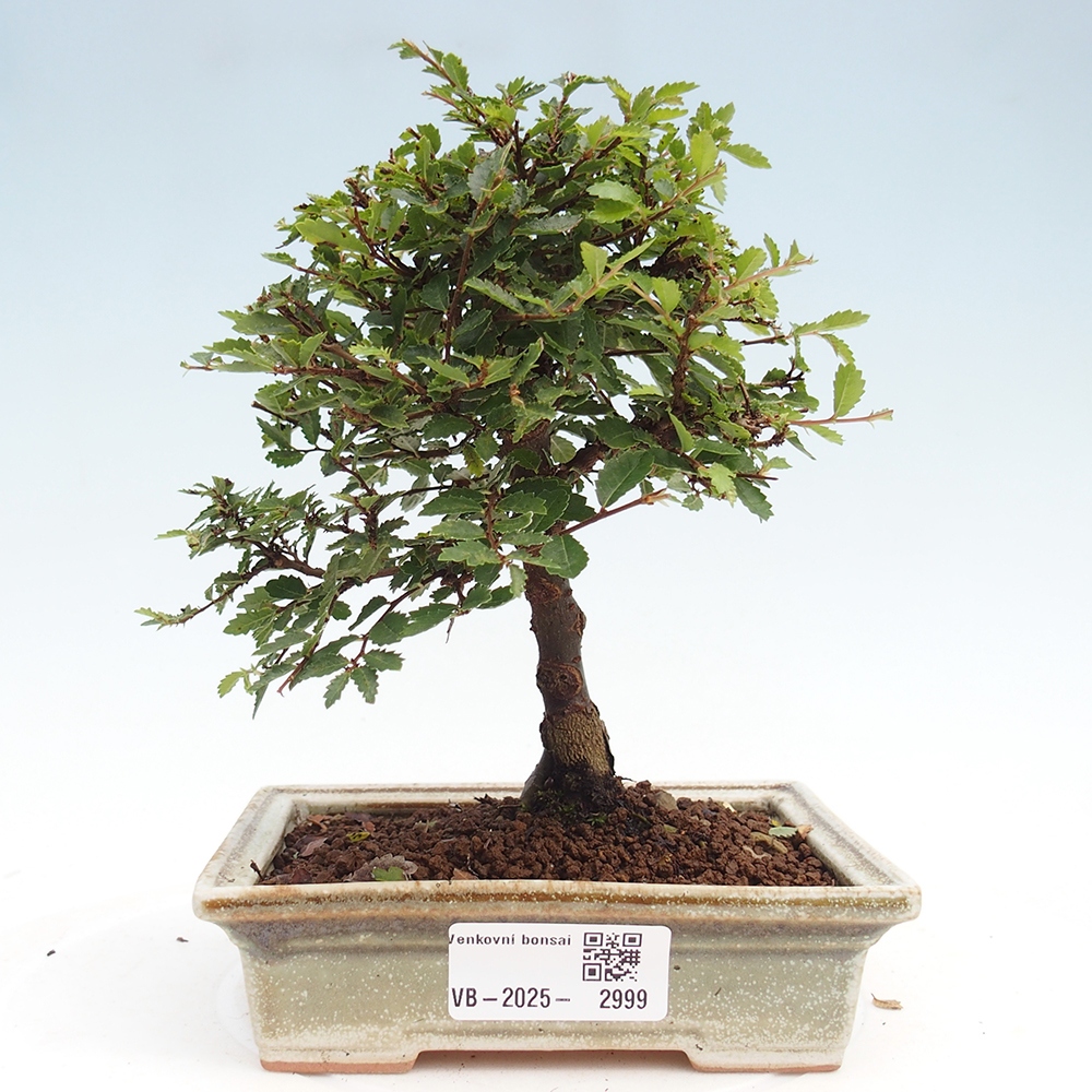 Bonsai da esterno - Ulmus parvifolia Sagei - Olmo a foglie piccole