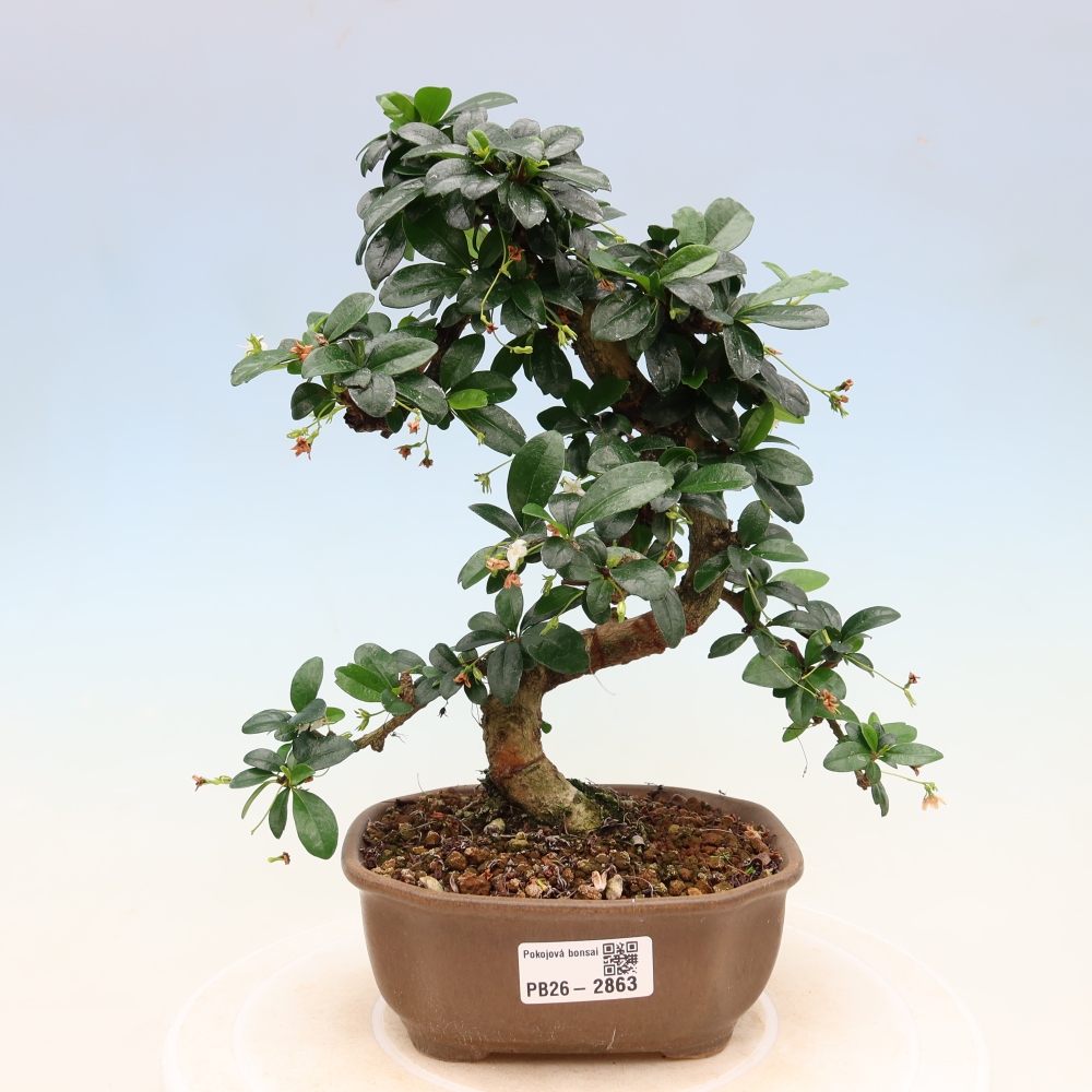 Camera bonsai - Carmona macrophylla - Tea fuki