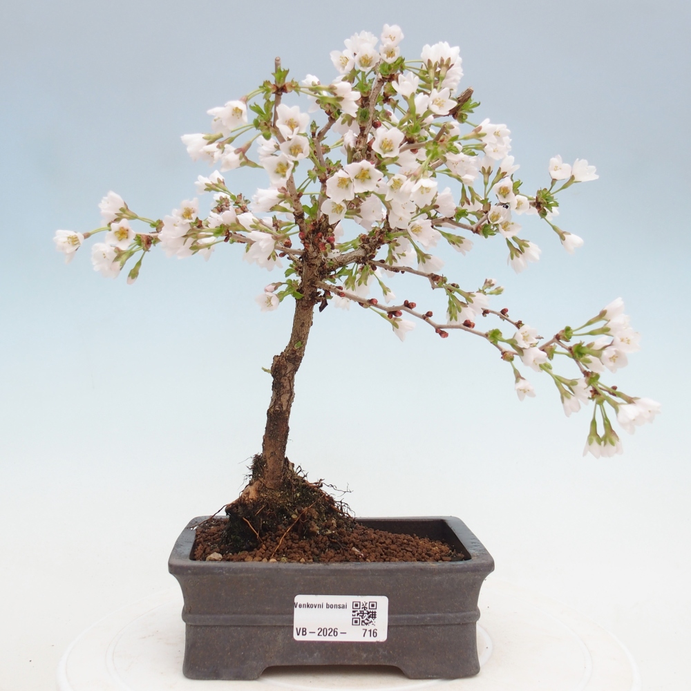 Bonsai da esterno - Prunus incisa Kojou-no mai-Plivon ritagliato