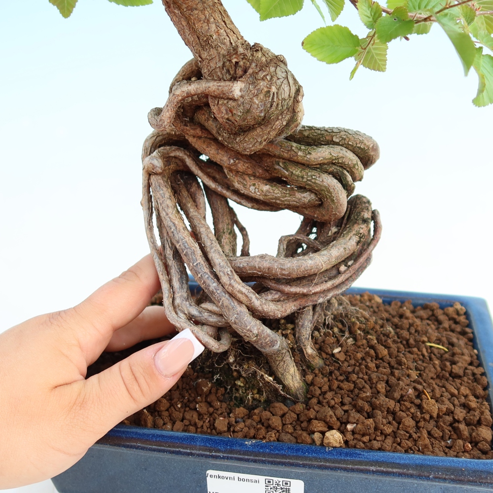 Bonsai da esterno -Carpinus Coreana - Carpino coreano