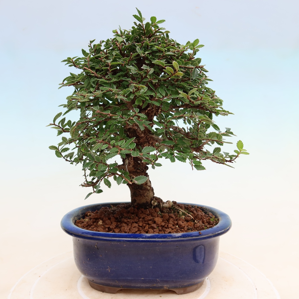 Bonsai da esterno - Zelkova - Zelkova NIRE