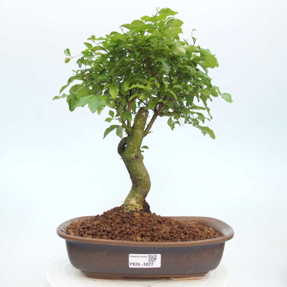 Camera bonsai -Ligustrum chinensis - Becco d'uccello