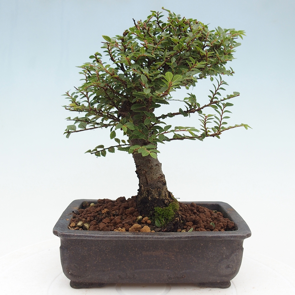 Bonsai da esterno - Ulmus parvifolia Hokkaido - Olmo cinese