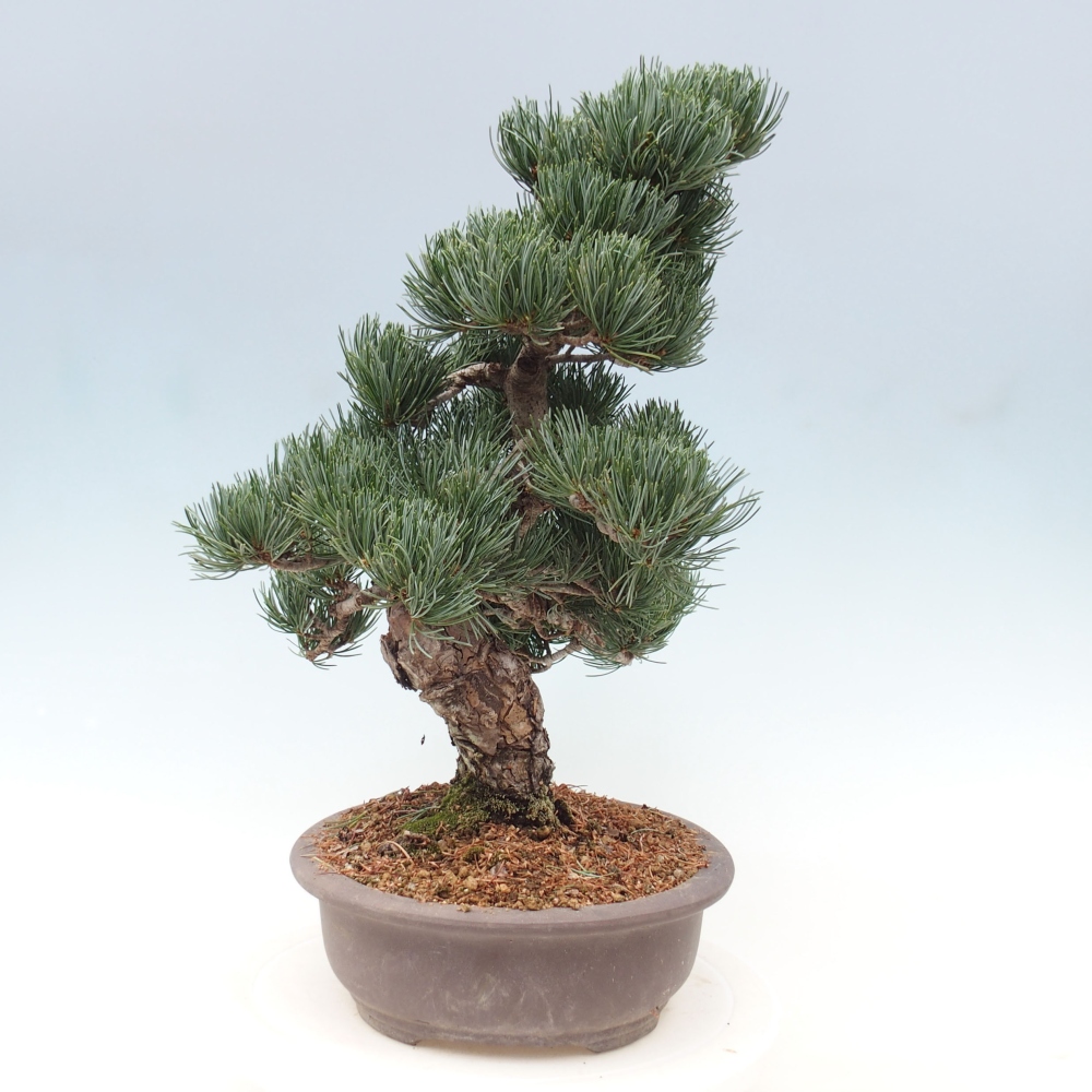 Bonsai da esterno - Pinus parviflora - Pinus parviflora