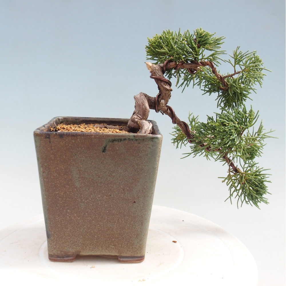 Bonsai da esterno - Juniperus chinensis Kishu