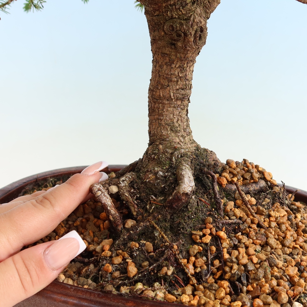 Bonsai da esterno - Picea glauca Echiniformis – Abete grigio