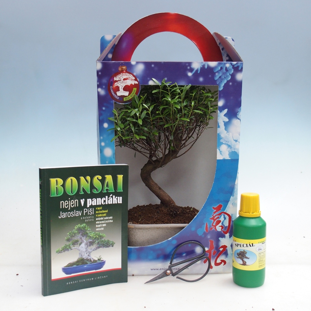 Bonsai da interno in confezione regalo Syzygium - Albero del pimento