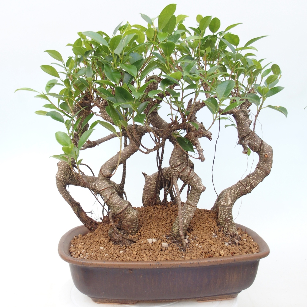 Camera bonsai - Ficus kimmen - ficus a foglie piccole